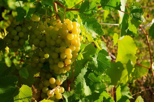 Bunch of green grapes on summer vine close up