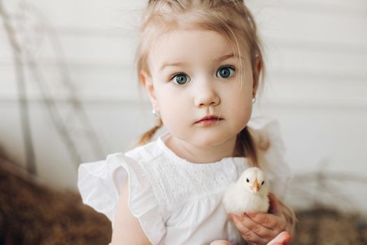 Selective focus of lovely girl with big beautiful eyes looking at camera while keeping little chick in hands. Cute child smiling and posing while resting in village. Concept of childhood and animals.