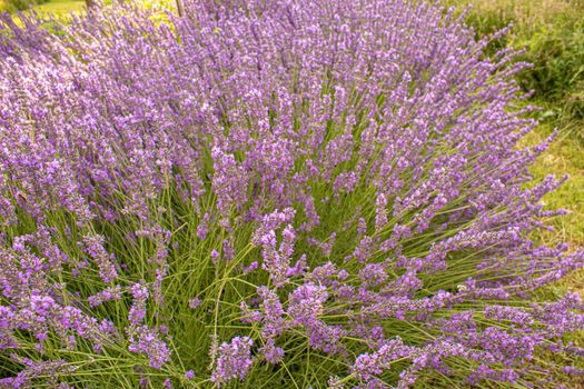 Blooming lavender field. Summer flowers. Selective focus nature