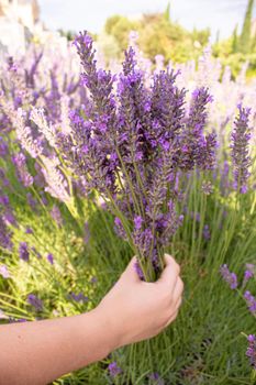 Girl in a flowering field of lavender. Selective focus. nature.