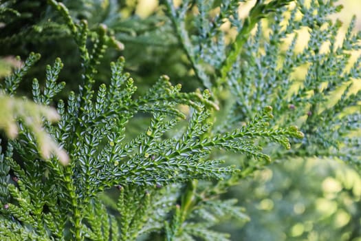 Evergreen leaves on branch of Thujopsis in the family Cupressaceae. Bright Thujopsis dolabrata in the spring. It is also called hiba, false arborvitae, or hiba arborvitae. Soft focus