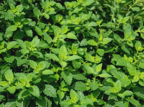 Lemon balm or Melissa officinalis, perennial herbaceous plant in the mint family. Natural summer background with green leaves.