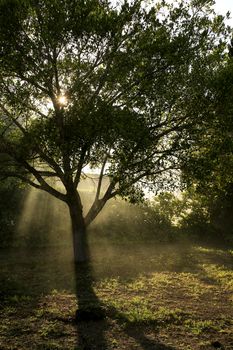 Ficus Benjamina tree in the garden on a foggy morning