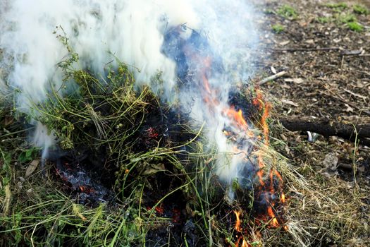 Little pruning bonfire in the countryside in Spain