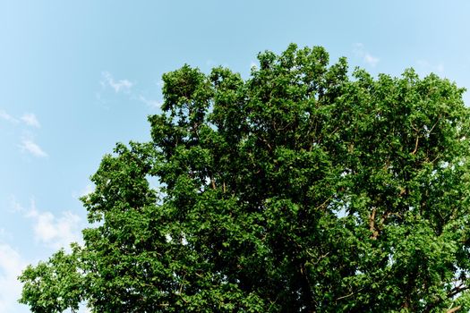 Spring green leaves on a tree against a blue sky,. High quality photo