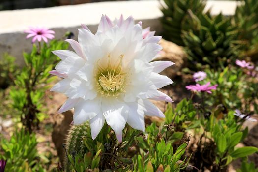 Beautiful Echinopsis Bridgesii Salm-Dyck cactus in bloom in the garden