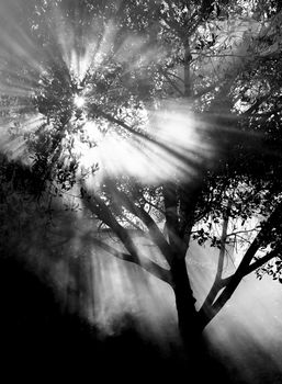 Ficus Benjamina tree in the garden on a foggy morning