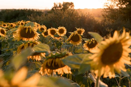 beautiful landscape sunflower field