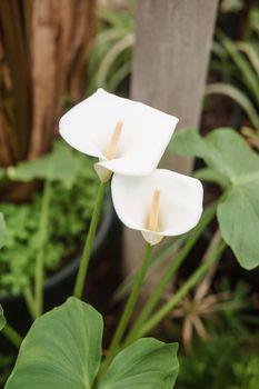 Flower - White calla close-up. Greenhouse with a large variety of green plants. The concept of planting crops in spring.