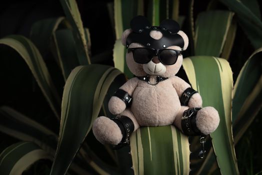 BDSM teddy bear in leather straps and mask accessory for sex games on a prickly southern a cactus