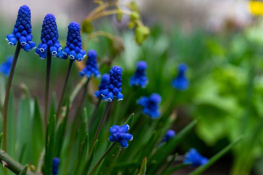 Grape hyacinth photographed close up on a flowerbed.