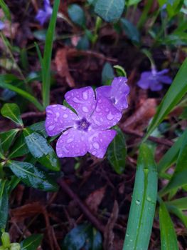 Periwinkle flower with drops after rain against the background of leaves close-up.