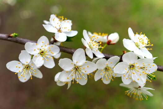 abundant white flowers on a fruit tree pear.