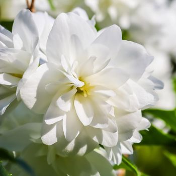 White terry jasmine flowers in the garden. Macro floral background