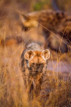 Spotted hyaena in Kruger National park, South Africa ; Specie Crocuta crocuta family of Hyaenidae