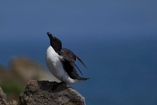 Razorbill (Alca torda) on the cliffs of Skomer Island off the coast of Pembrokeshire in Wales, United Kingdom.