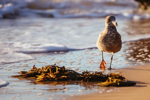 A young Pacific Gull pecks and eats a dead fish on a beach at sunrise in Sorrento, Victotria, Australia
