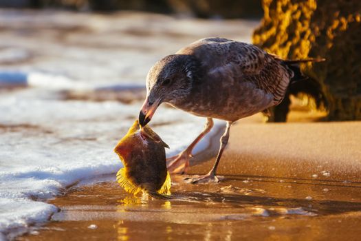 A young Pacific Gull pecks and eats a dead fish on a beach at sunrise in Sorrento, Victotria, Australia
