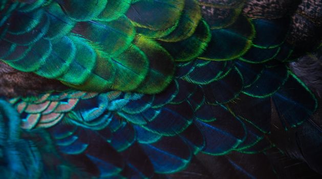 Close up of the  peacock feathers .Macro blue feather, Feather, Bird, Animal. Macro photograph.