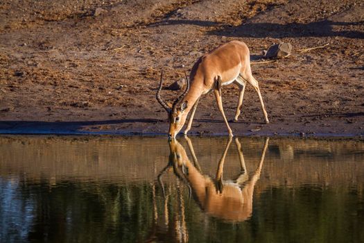 Common Impala in Kruger National park, South Africa ; Specie Aepyceros melampus family of Bovidae