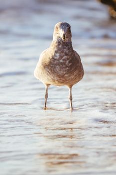 A young Pacific Gull pecks and eats a dead fish on a beach at sunrise in Sorrento, Victotria, Australia