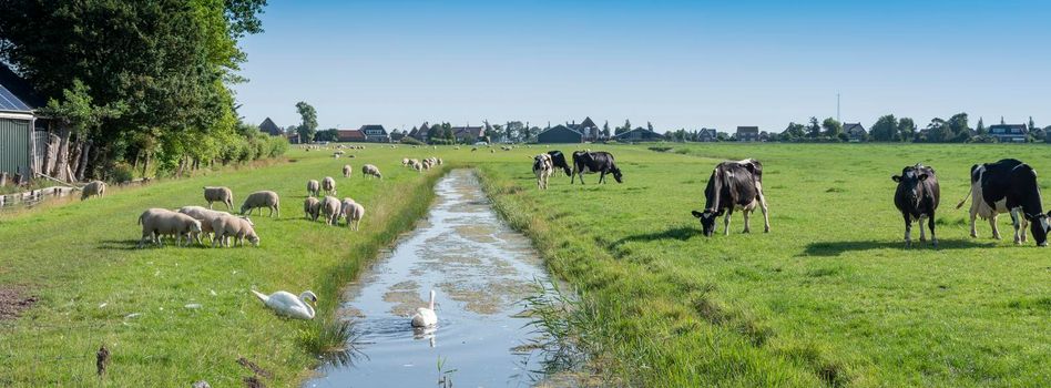 sheep, swans and cows in green grassy meadow with canal near village between alkmaar and hoorn in the netherlands