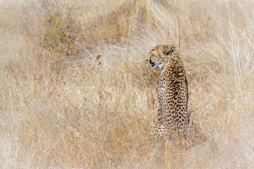 Specie Acinonyx jubatus family of Felidae