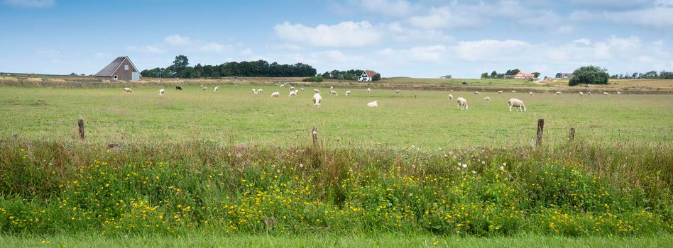 yellow summer flowers and sheep in meadow on dutch wadden island of texel under blue sky in the netherlands