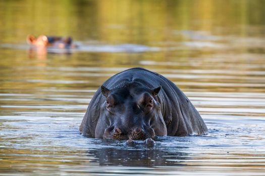 Hippopotamus in Kruger National park, South Africa ; Specie Hippopotamus amphibius family of Hippopotamidae