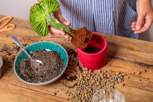 A woman transplants a houseplant, a flower in a ceramic pot. Hands and flower close-up.