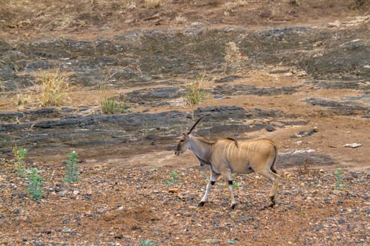 Common eland in Kruger National park, South Africa ; Specie Taurotragus oryx family of Bovidae