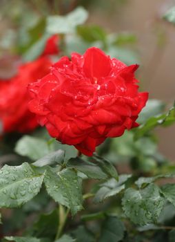 red rose flower plant with water drop