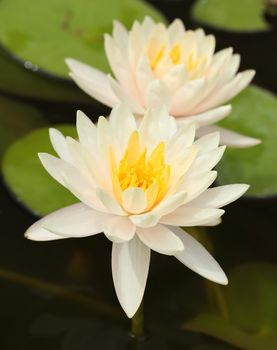 white lotus or water lily in the pond