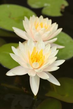 white lotus or water lily in the pond