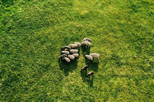 Aerial top down view of grazing sheep flock on green field. Grazing sheep or rams. Beautiful rural landscape with domestic farm animals.