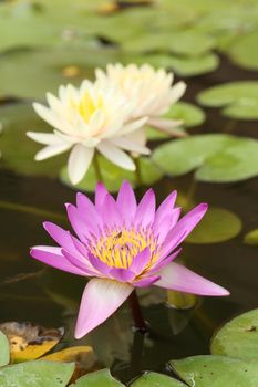 pink and white lotus or water lily on the pond