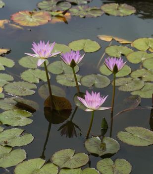 pink lotus or water lily on the pond