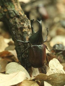 Rhinoceros Beetle on wood in the forest