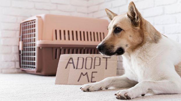 cute dog sitting near adopt me banner