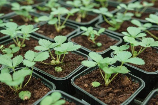 Greenhouse with a large variety of green plants. The concept of planting crops in spring. Pots with strawberry seedlings.