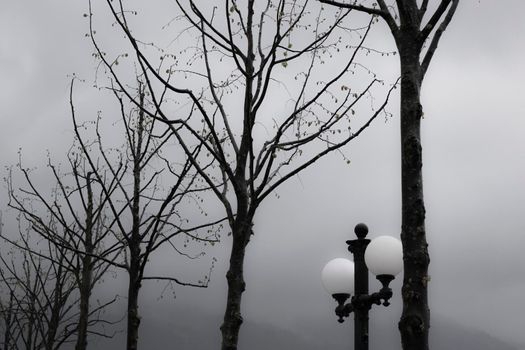 Street lamp aligned with some trees in winter in black and white