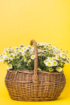 chamomiles flowers basket yellow background