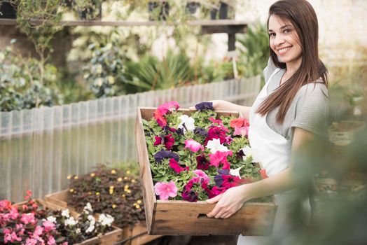attractive young woman showing colorful petunias saplings wooden crate