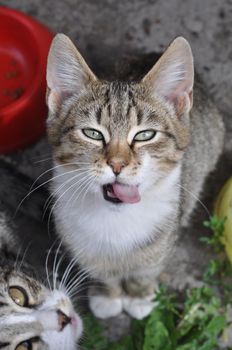 Tabby cat sitting under the table and asks to eat. Cat looking up.