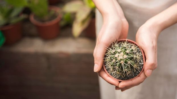 woman s hand holding small succulent potted plant