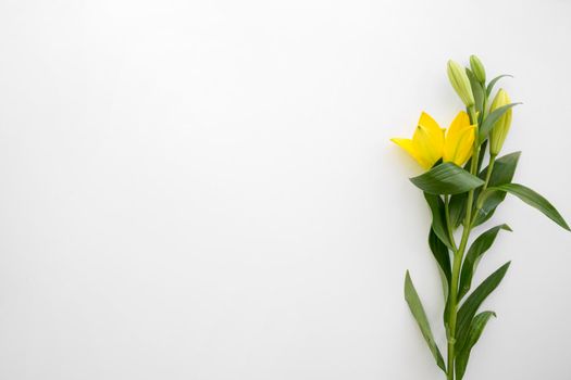 yellow lily flowers white backdrop