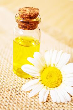 Chamomile essential oil in a small bottle. Selective focus.