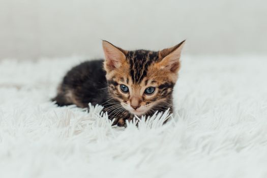 Cute marble bengal one month old kitten on the white fury blanket close-up.