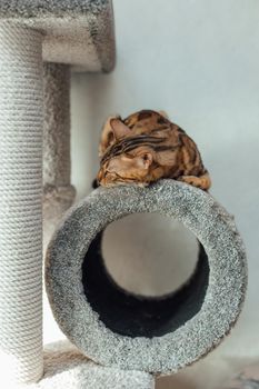 Young cute bengal cat laying on a soft cat's shelf of a cat's house indoors.