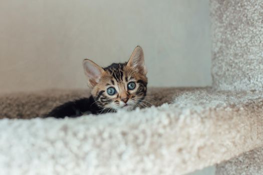 Young marble one month old bengal kitten sitting on a soft cat's shelf of a cat's house indoors.